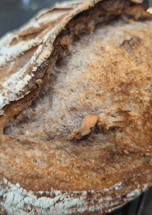 Sourdough Walnut Homemade&nbsp;Bread